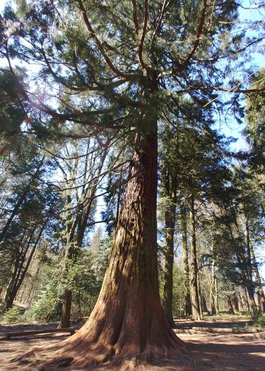 large sequoia tree, view from ground